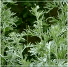 Wormwood od parazita