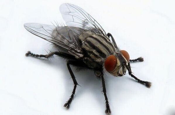 muha kao prijenosnik ljudskih parazita