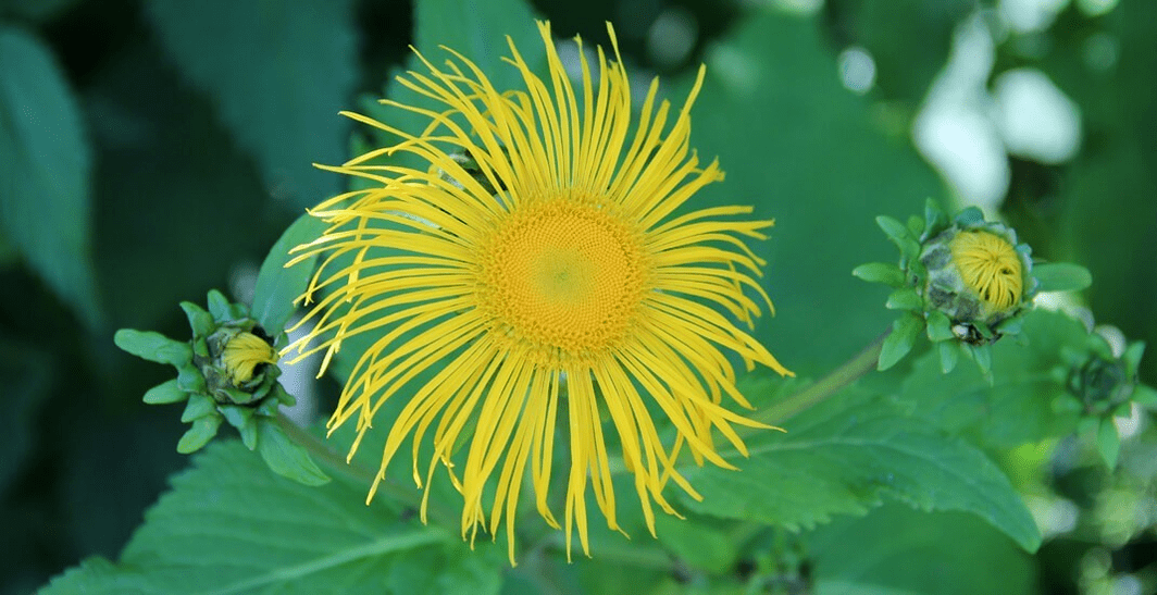 elecampane u borbi protiv parazita