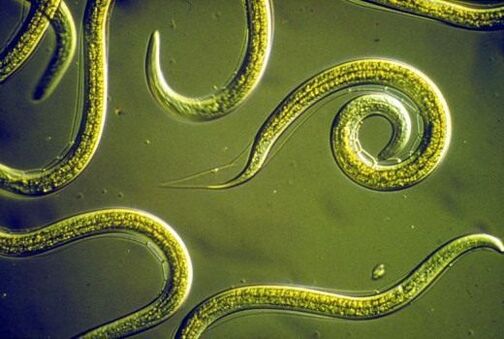 Parazitski crvi nematode koji žive u ljudskom tankom crijevu