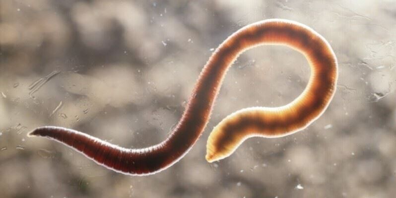 ljudski pinworm crv